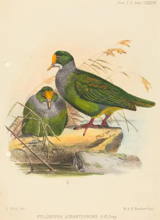 Two Birds (Ptilonopus Auranthfrons), by Joseph Wolf, ink, 1860