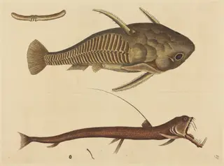 The Viper-mouth (Silurus cataphractus), by Mark Catesby, ink, 1737