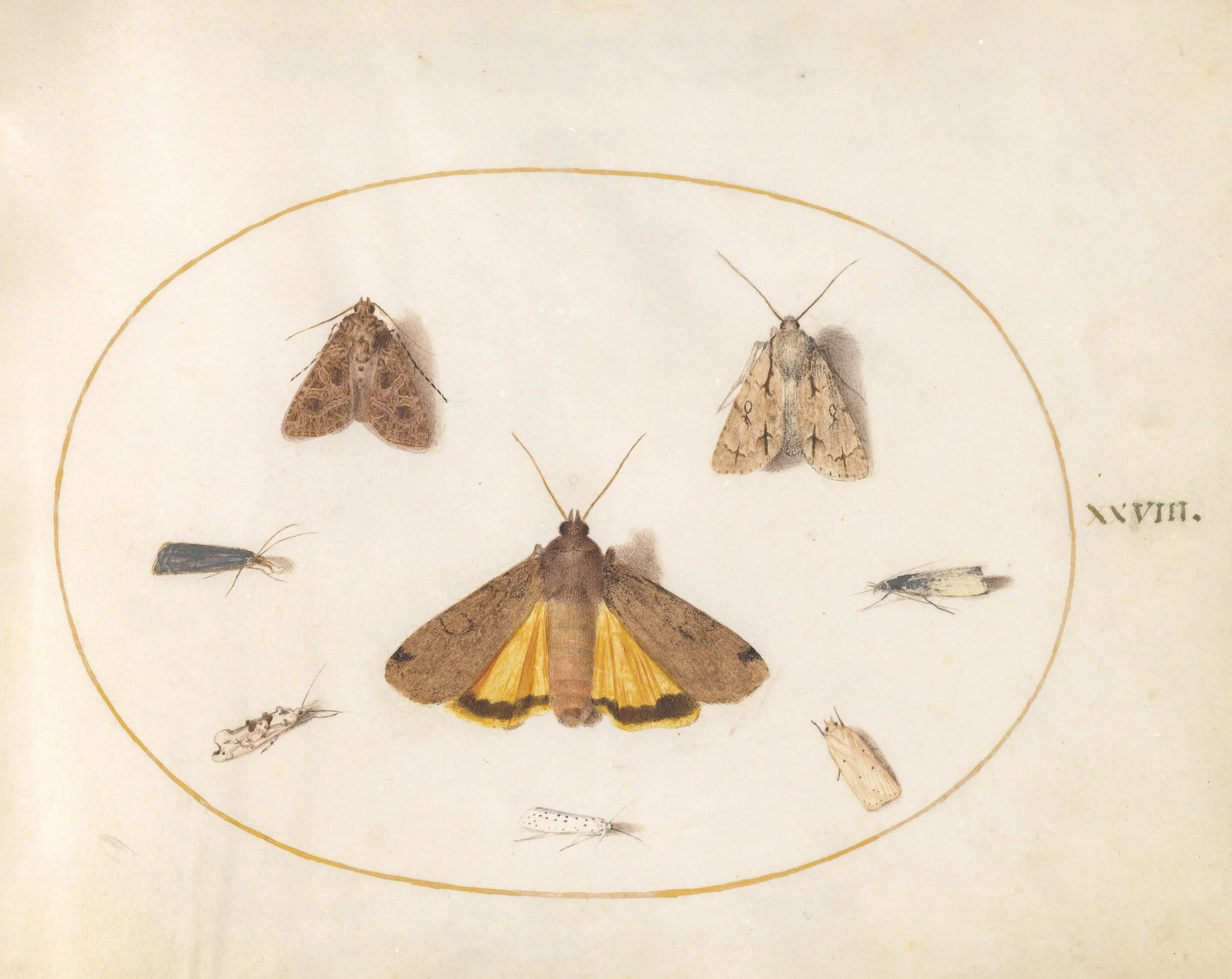 Plate 28: Eight Moths, Including a Large Yellow Underwing and Grey Dagger, detail