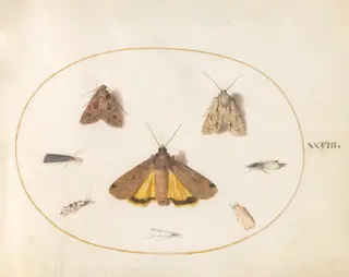 Plate 28: Eight Moths, Including a Large Yellow Underwing and Grey Dagger, by Joris Hoefnagel, gouache, 1594