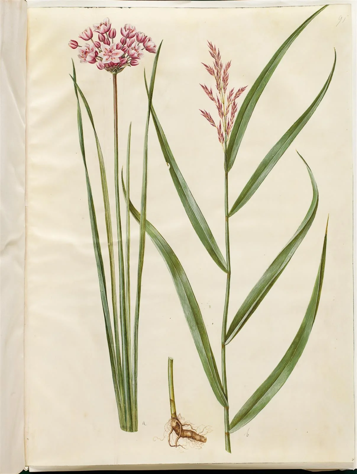 Butomus umbellatus (brudelys); Phragmites australis (almindelig tagrør), detail