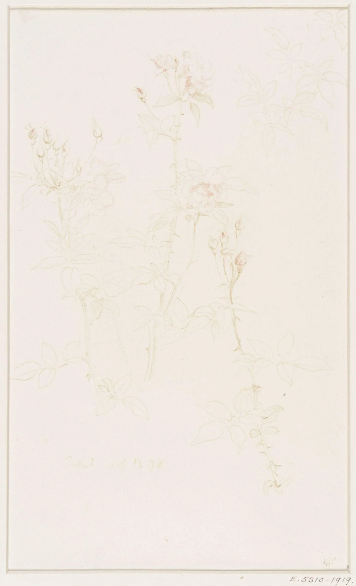 Studies of Flowers and Plants, 1876-1898, detail