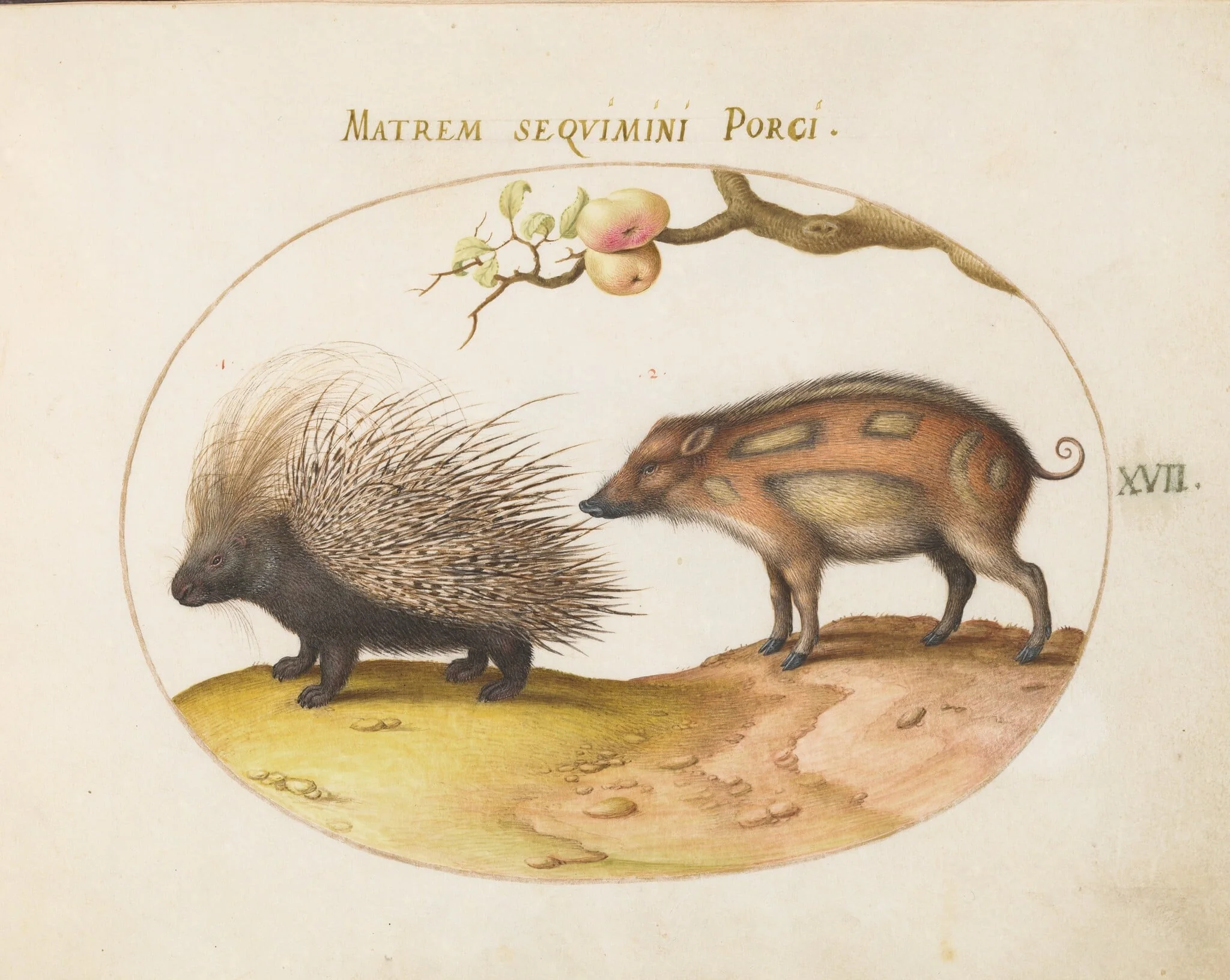 Plate 17: Old World Porcupine (Hystrix) and Wild Pig, detail