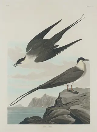 Arctic Jager, by Havell, Jr., Robert, ink, 1835