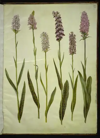 Dactylorhiza maculata (plettet gøgeurt), 1654