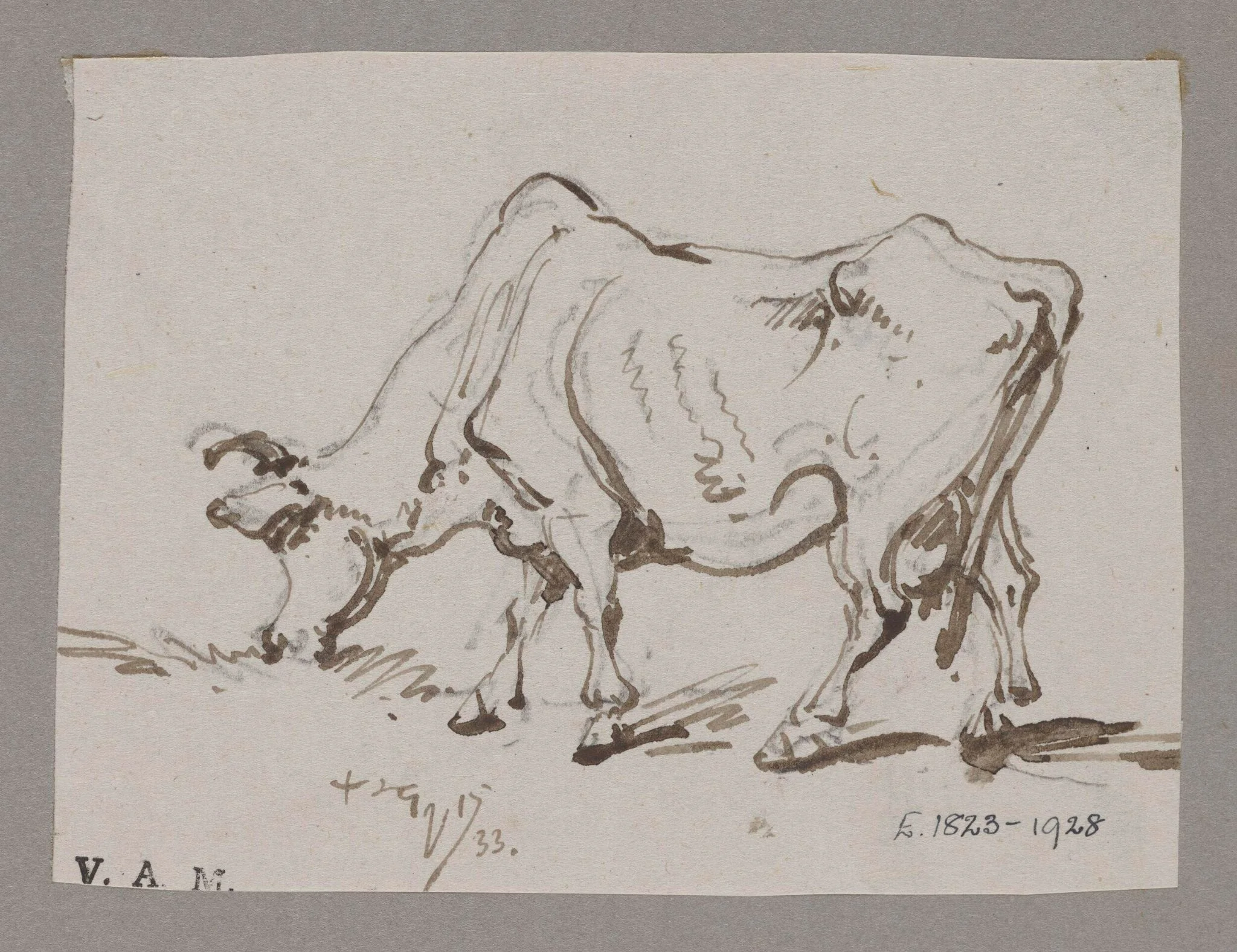 A grazing cow, detail
