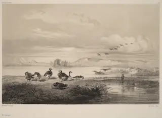 Oies sauvages, by Karl Bodmer, ink, 1851