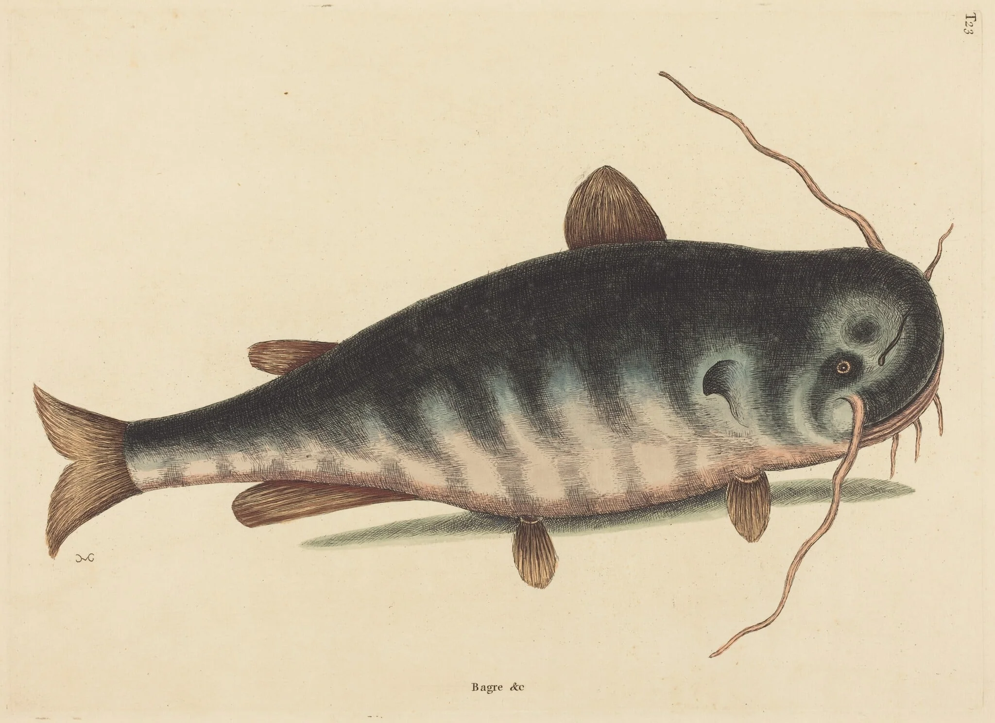 The Cat Fish (Silurus catus), detail