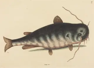 The Cat Fish (Silurus catus), by Mark Catesby, ink