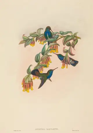 Agyrtria bartletti (Bartlett's Emerald), by W. Hart, ink, 1874