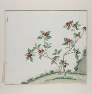 Dan gui hua