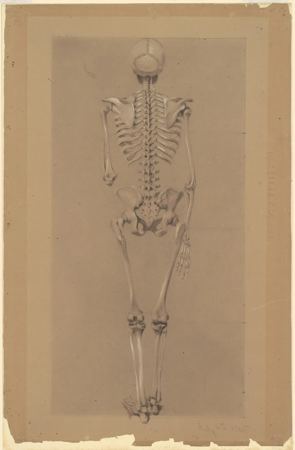 Rear View of a Skeleton, by Daniel Huntington, graphite, 1848