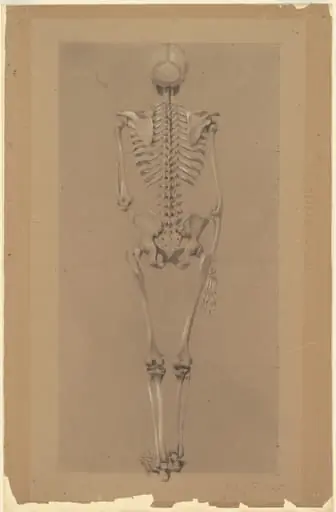 Rear View of a Skeleton