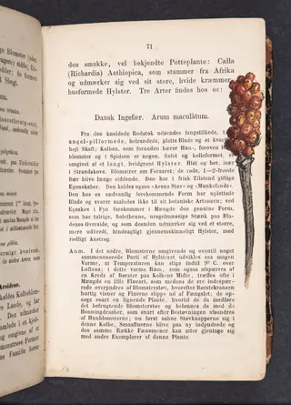 Dansk Ingefær