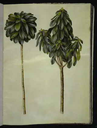 Daphne laureola (laurbær-dafne), 1654