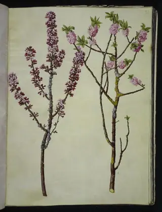 Daphne mezereum (peberbusk)