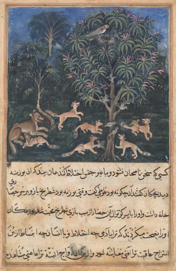 The parrot mother cautions her young on the danger of playing with foxes, from a Tuti-nama (Tales of a Parrot): Fifth Night, by Daswanth, unspecified, 1560