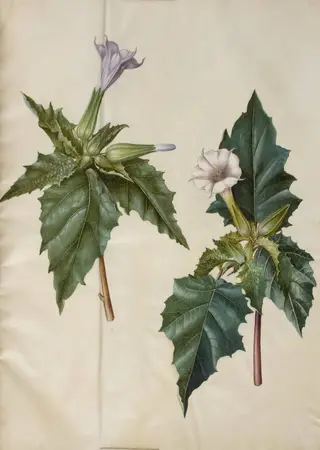 Datura stramonium (almindelig pigæble), 1654