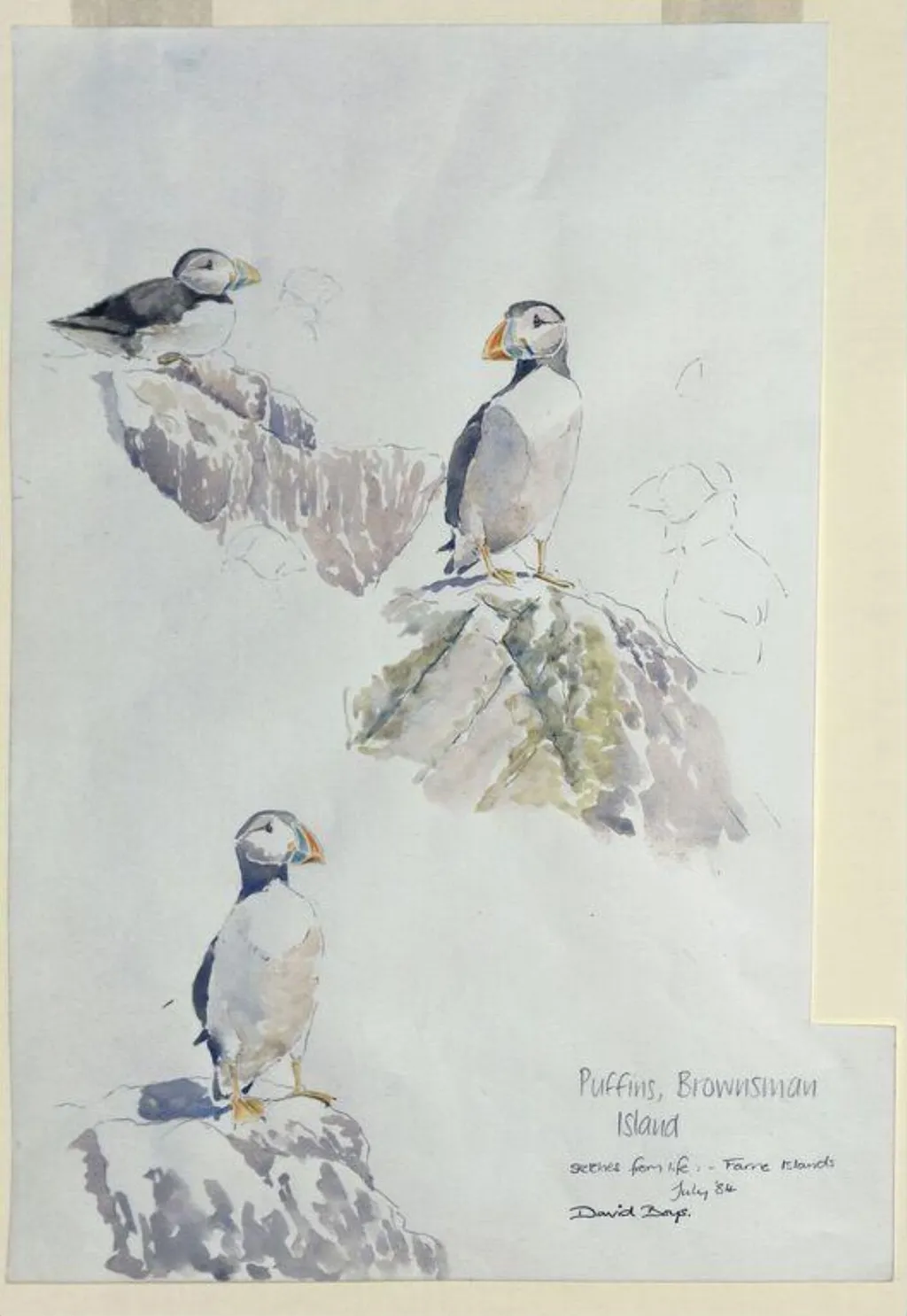 Field Sketches of Puffins, by David Boys, watercolor, 1984