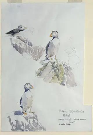 Field Sketches of Puffins, by David Boys, 1984