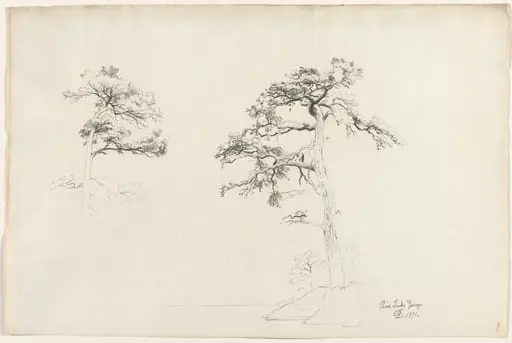 Pine, Lake George, by David Johnson