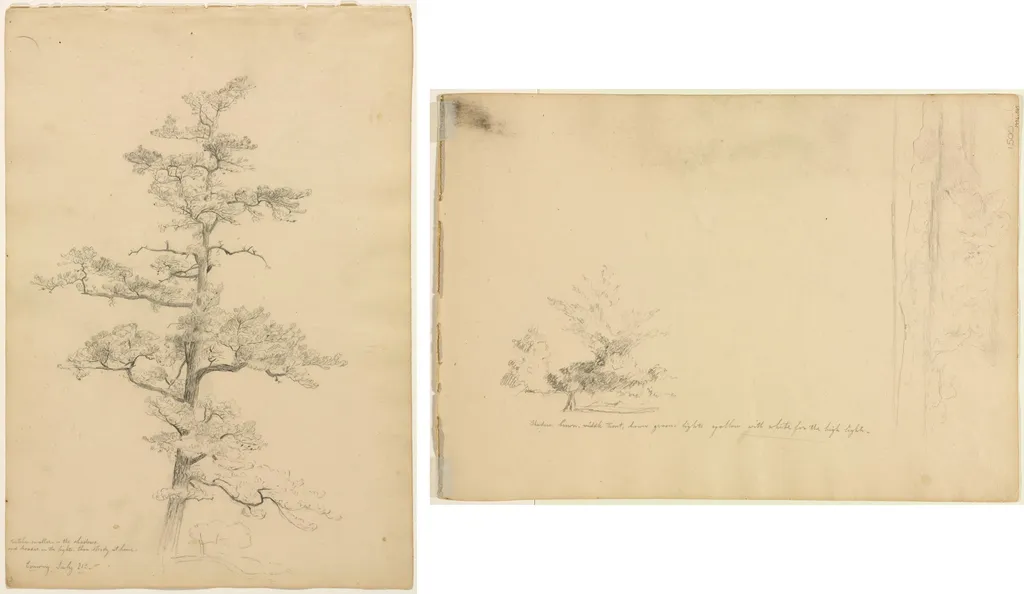 Pine Tree, Conway, New Hampshire (recto); Landscape and Tree Studies (verso), by David Johnson, 1851