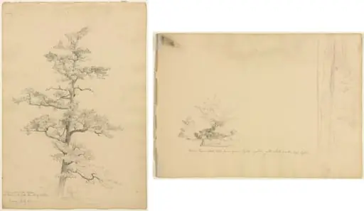Pine Tree, Conway, New Hampshire (recto); Landscape and Tree Studies (verso), by David Johnson