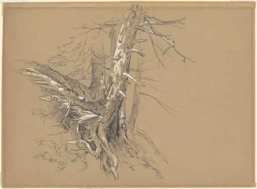 Tree Trunks, by David Johnson
