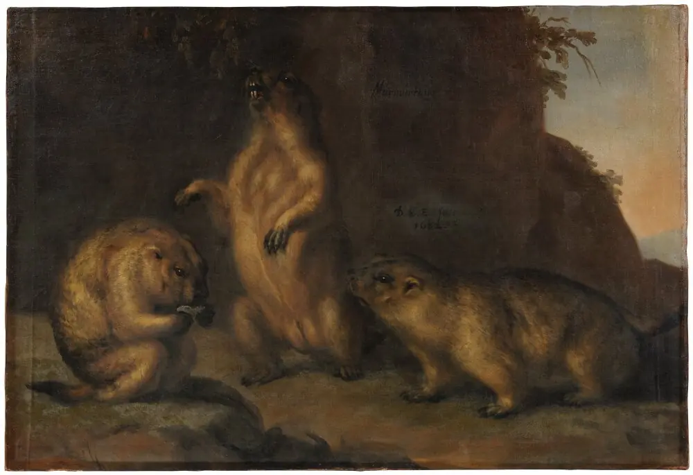 Murmeldjur, by David Klöcker Ehrenstrahl