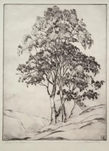 Young Gum Trees, by David Little