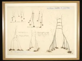 Willow Ladder II. Grizedale 1979
