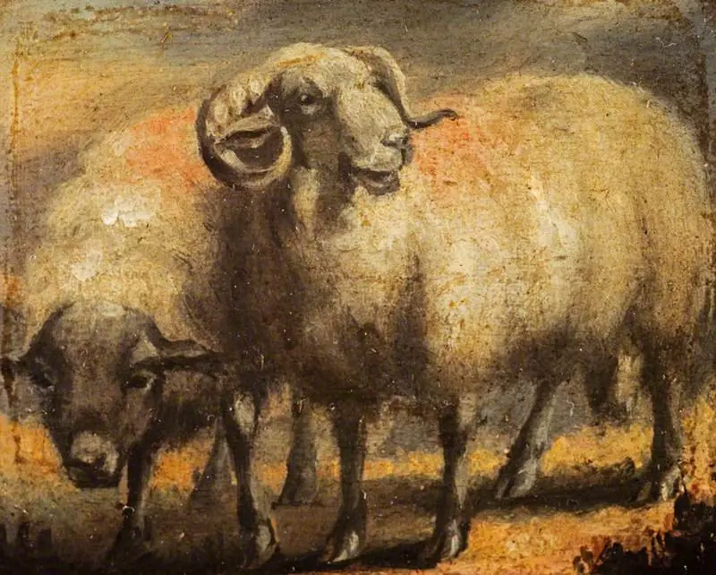 Sheep