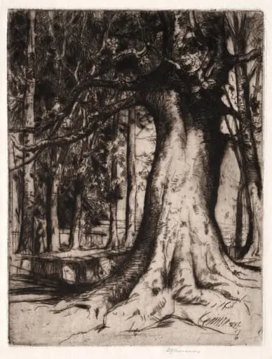 The Sycamore, by David Young Cameron