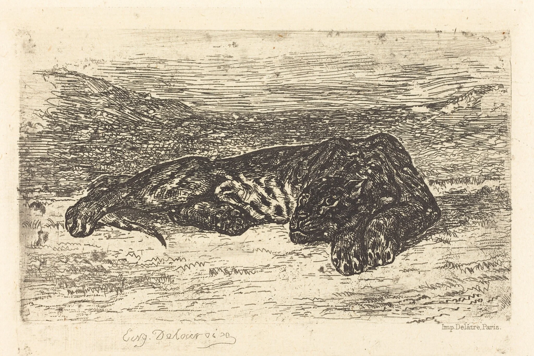 Tiger Sleeping in the Desert (Tigre couché dans le désert), detail