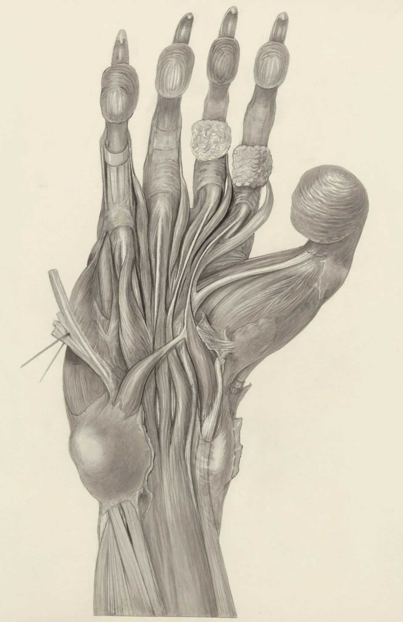 Muscular tissue of the claw of a mammal, detail