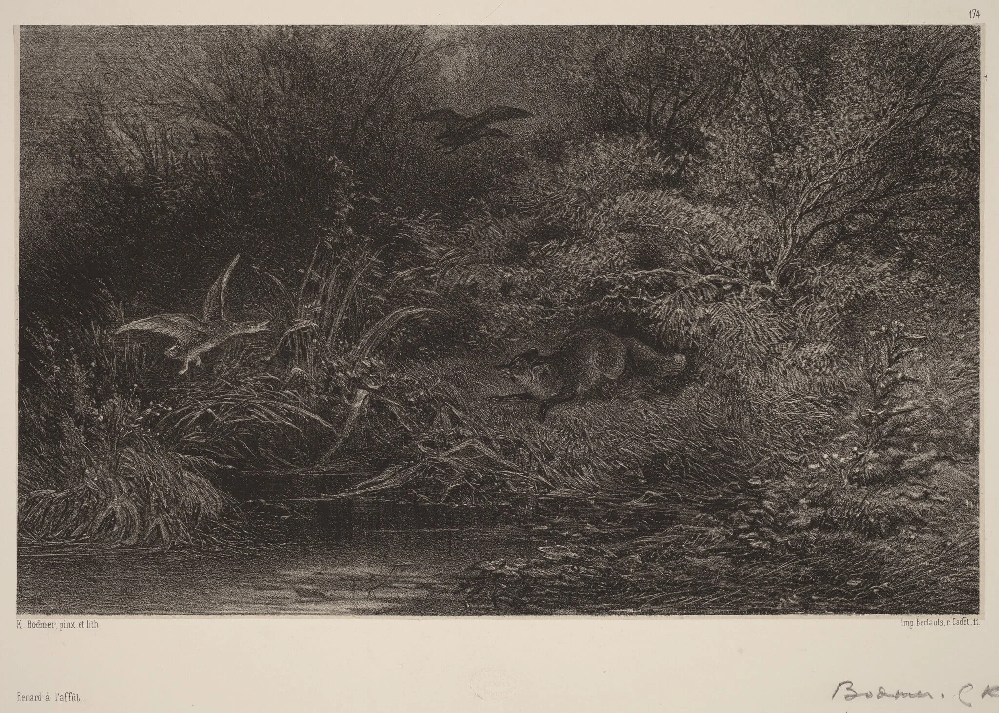 Renard à l'affût, detail