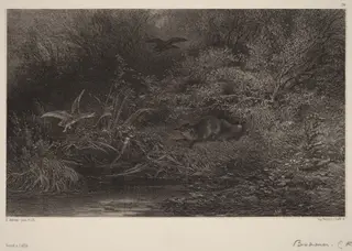 Renard à l'affût, by Karl Bodmer, ink, 1851