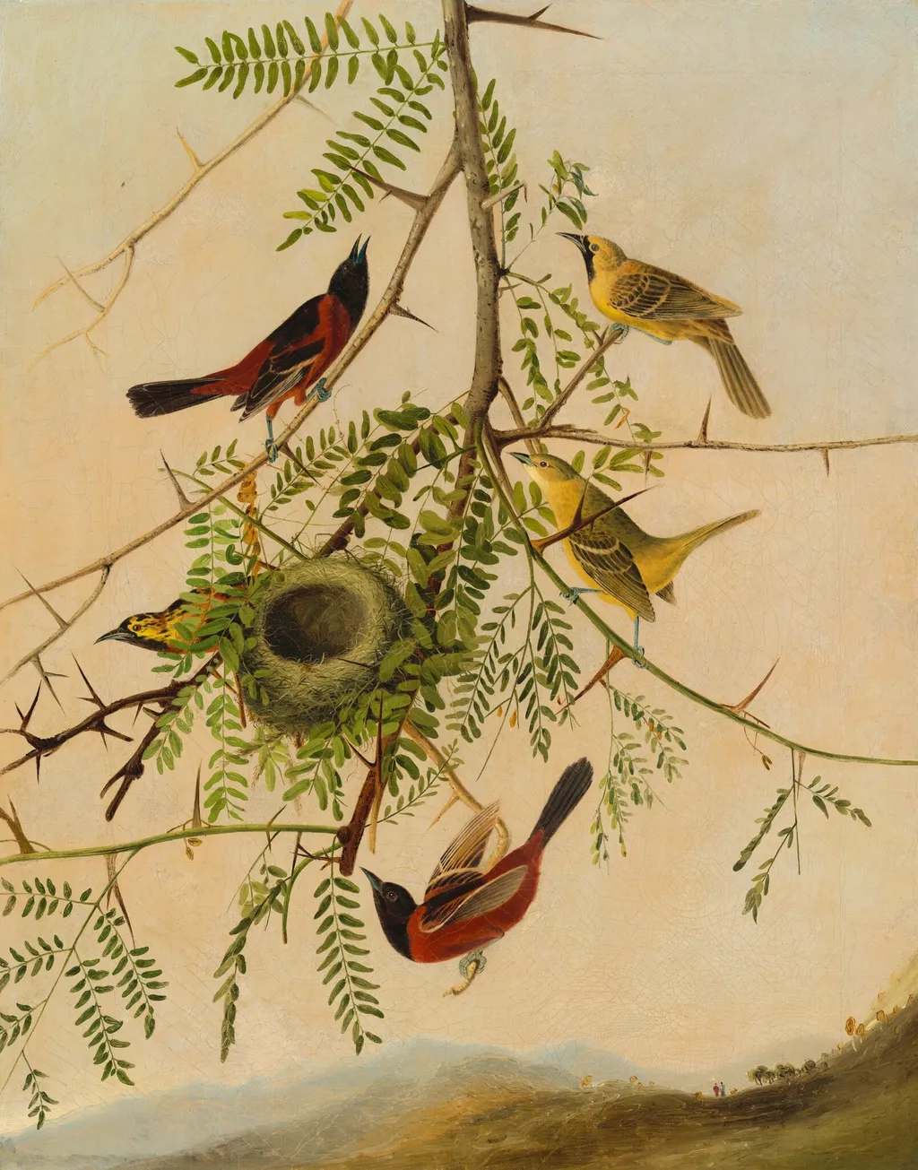 Orchard Oriole, by Joseph Bartholomew Kidd, oil, 1831