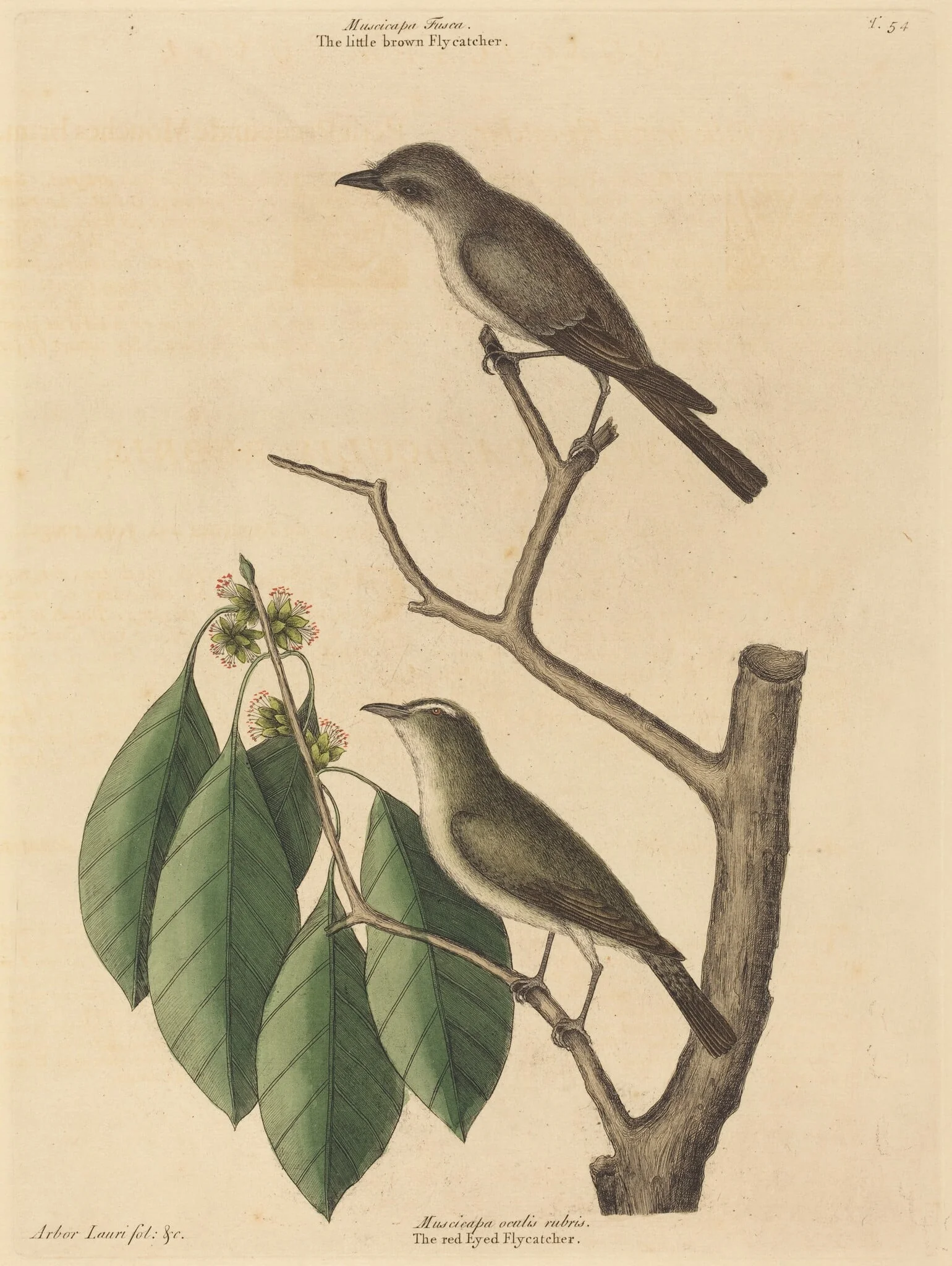 The Little Brown Flycatcher, detail