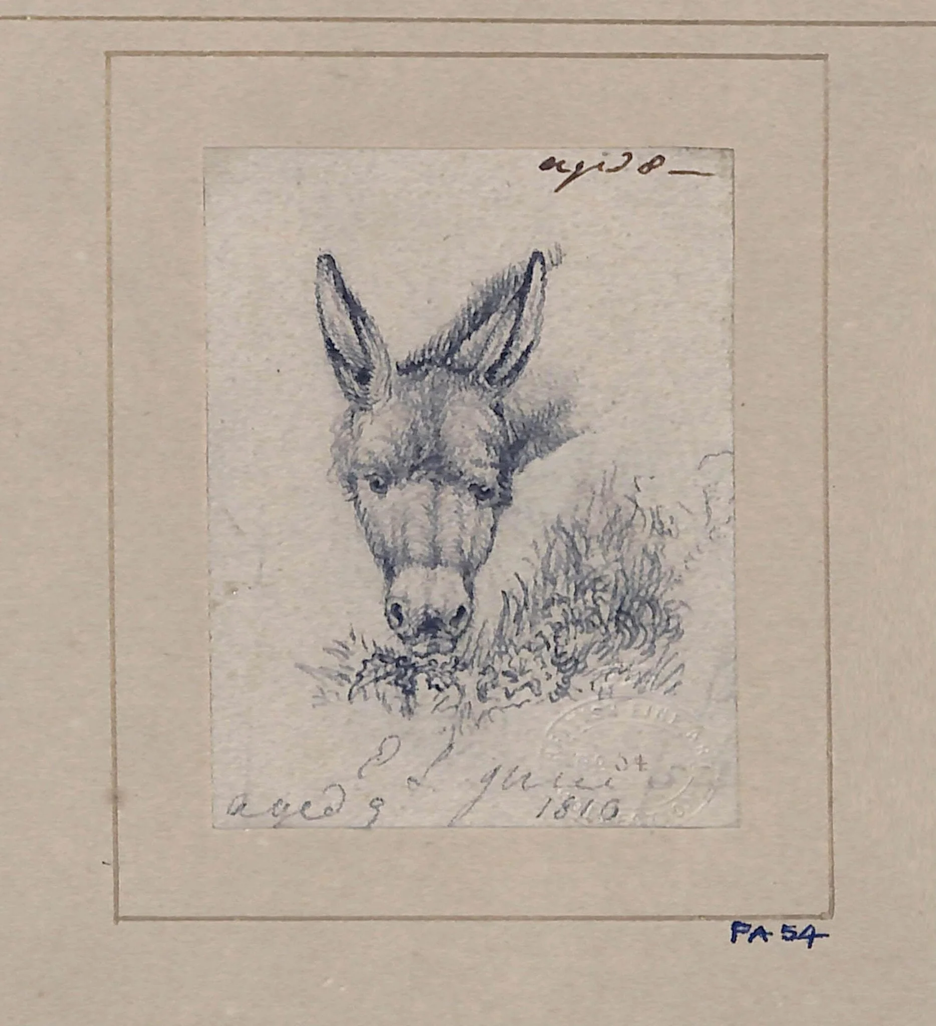 Drawing of a donkey, detail