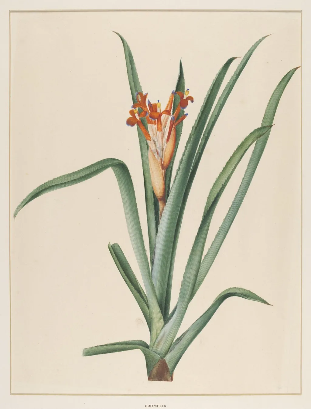 Bromelia, by Johann Knapp, watercolor