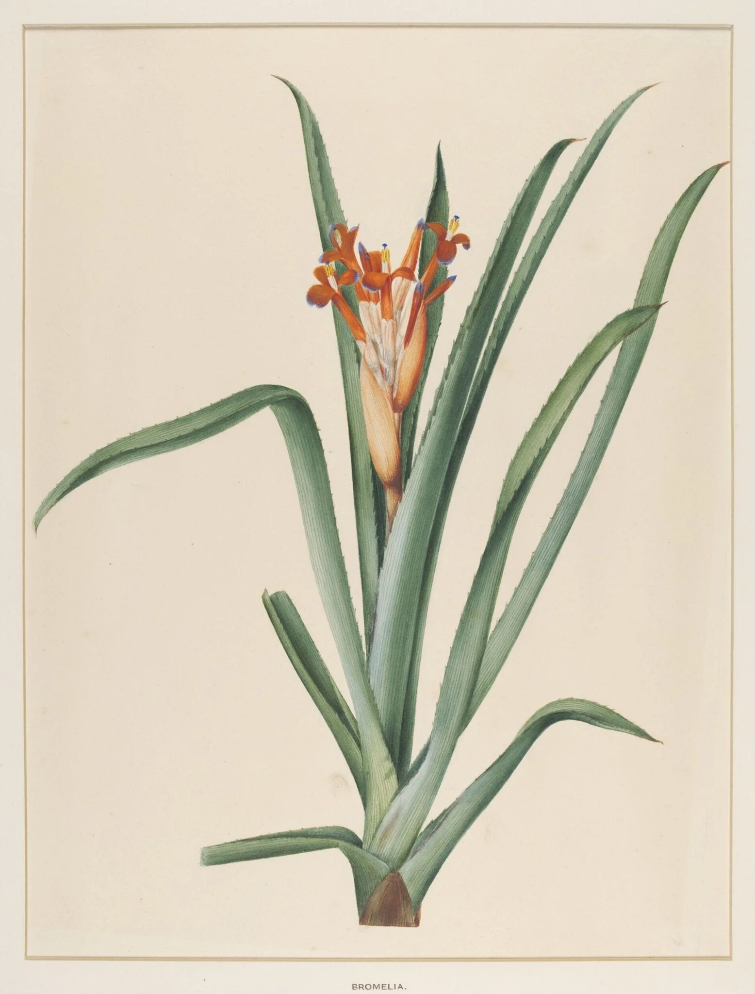 Bromelia, detail