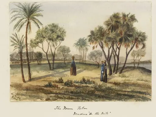 `The Doum Palm  Dendera "On the Nile", by George de Sausmarez, watercolor, 1855