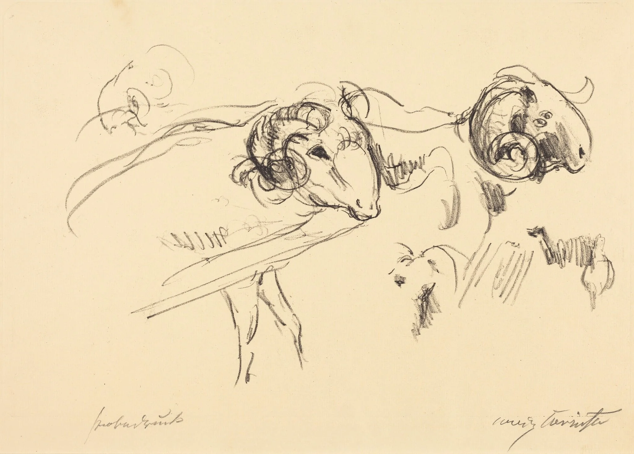 Schafböcke (Rams), detail