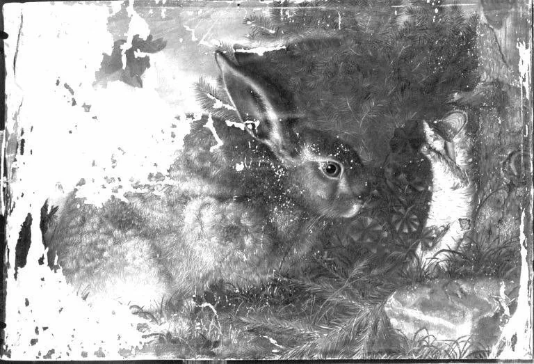 Ein Hase, detail