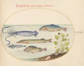 Plate 39: Squid, Gurnard, Pike, and Other Fish, by Joris Hoefnagel, gouache, 1594