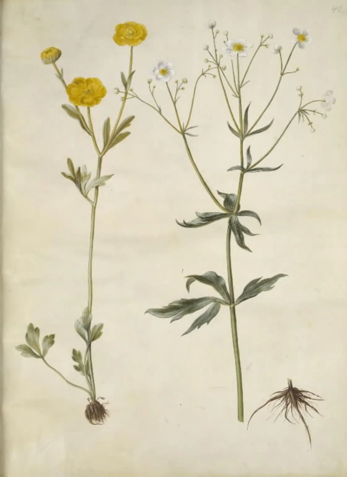 Ranunculus monspeliacus (silke-ranunkel); Ranunculus aconitifolius (stormhatbladet ranunkel), detail