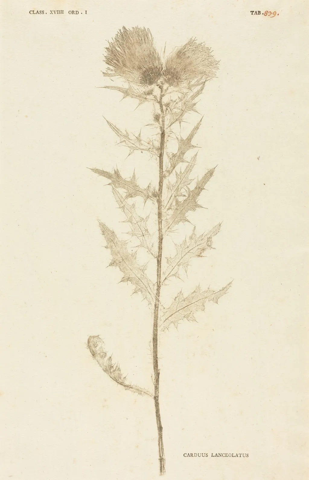 Carduus Lanceolatus, by Johann Hieronymus Kniphof, ink, 1760