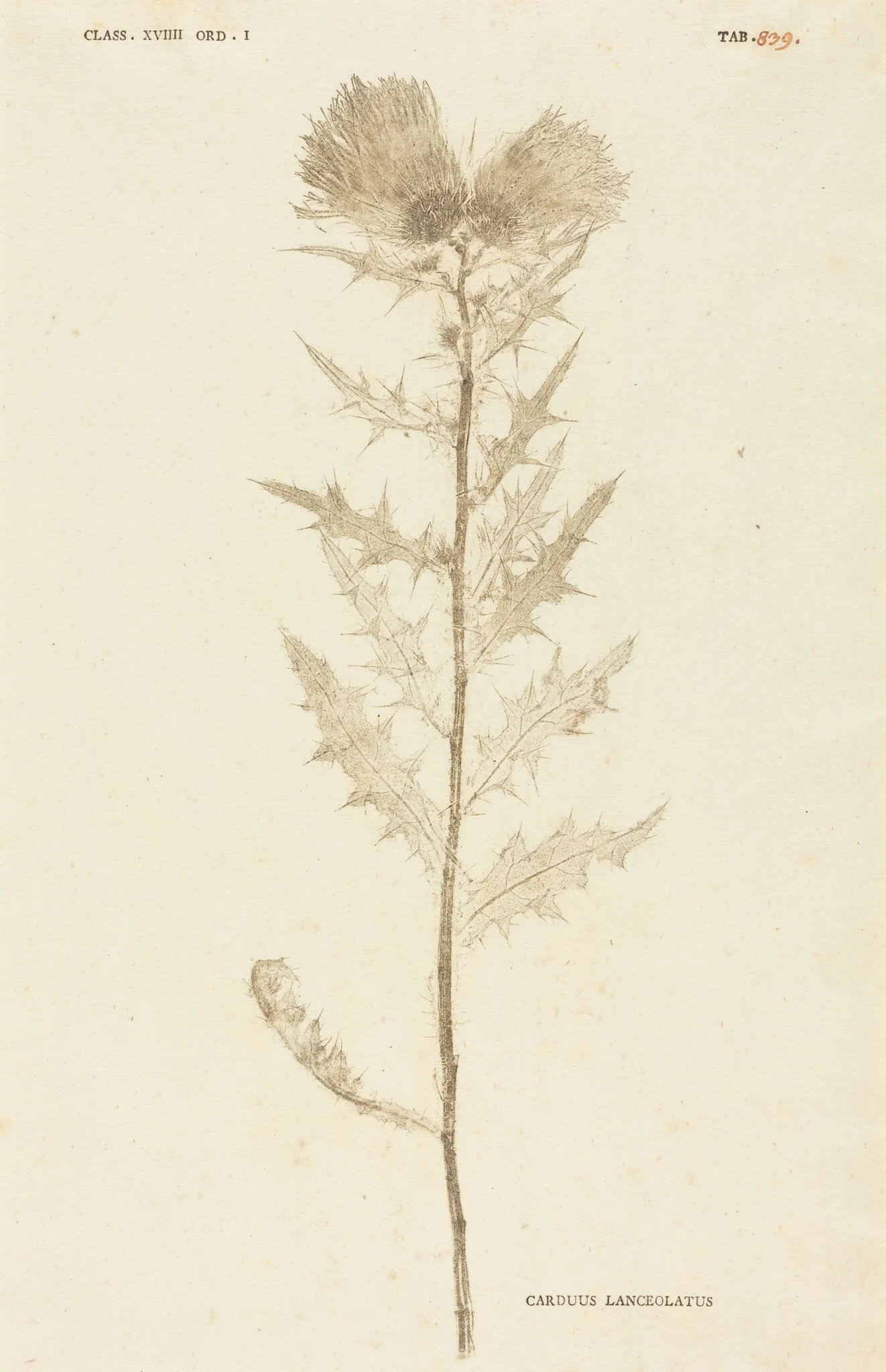 Carduus Lanceolatus, detail