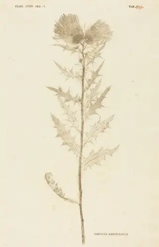 Carduus Lanceolatus, by Johann Hieronymus Kniphof, ink, 1760